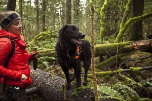 Truffle hunting in the Cascade FoothillsDuff pauses on a log between finding scents. He's older and more methodical than Lolo, and although he's a mutt, his temperament and training make him an excellent truffle-hunter.

