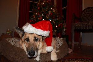 Boomer Christmas '12