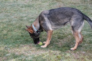 Flagpoles and tennis balls both present problems on chilly mornings.