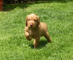 wirehaired viszla