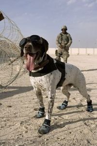 mwd 4