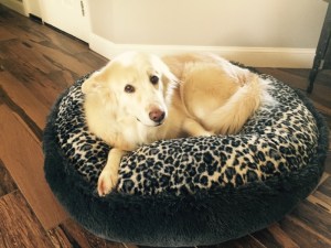 Daisy tries out the new bed