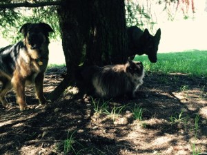 Pixie and Loki on adventure with their cat.