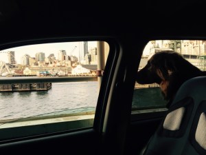 Adventure dog on the ferry